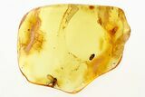 Fossil Spider Beetle, Fungus Gnat, and Mite in Baltic Amber #288452-1